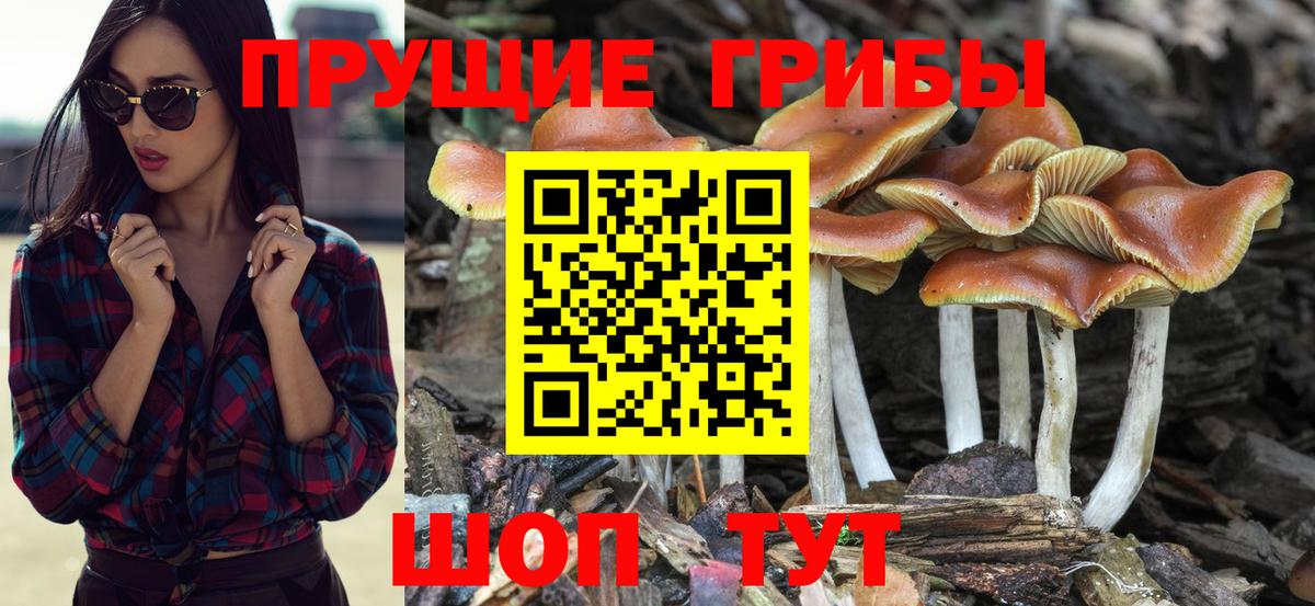 Заринск  Псилоцибиновые грибы Magic Shrooms  Вход с VPN  Галлюциногенные грибы GOLDEN TEACHER 